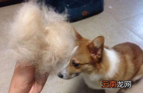 柯基狗好养还是泰迪好养 柯基犬好养还是泰迪好养