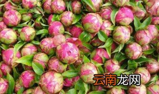 新鲜的芍药根怎么处理 新鲜芍药根在家怎么保存