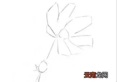 素描菊花的画法是什么