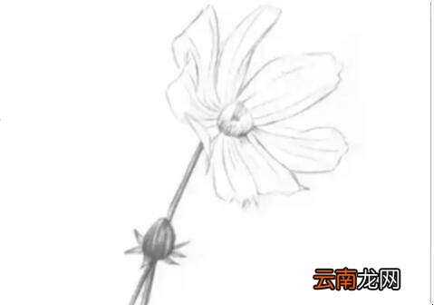 素描菊花的画法是什么