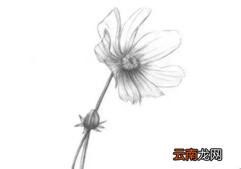 素描菊花的画法是什么