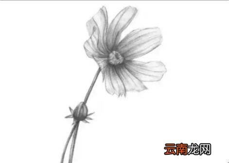 素描菊花的画法是什么