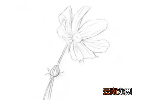素描菊花的画法是什么