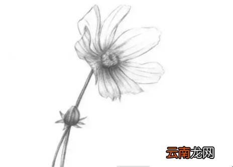 素描菊花的画法是什么