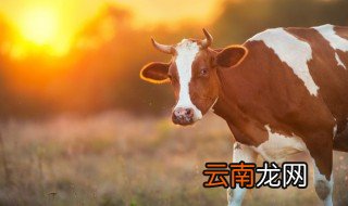 斗牛会是哪个民族的节日 关于斗牛会是哪个民族介绍