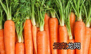 胡萝卜生根了怎么种 胡萝卜根发芽了怎么种在土里