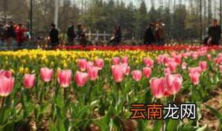 玉金香什么时候种，金香玉花什么季节种