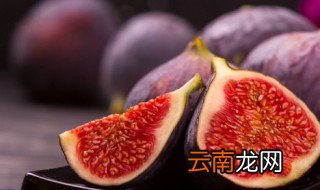 无花果树如何栽种 栽种无花果树需要注意什么
