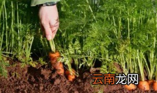 水果罗卜什么时候种，水罗卜什么时间种