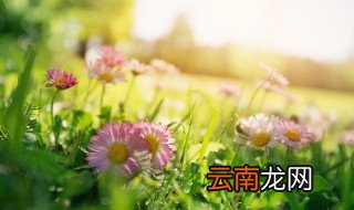 赞美春天的一句话 赞美春天的优美句子