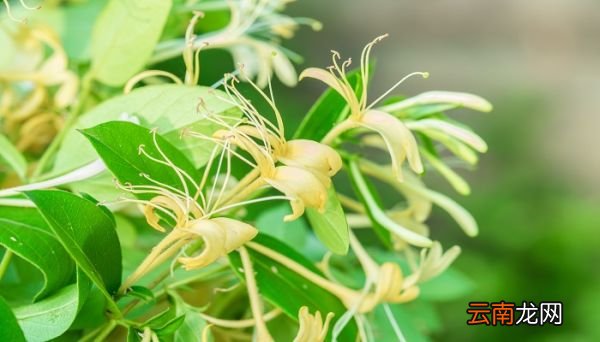 金银花露一天能喝几瓶 金银花露一天最好喝几瓶