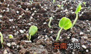 洛神花种子发芽了怎么种 洛神花种子多久发芽