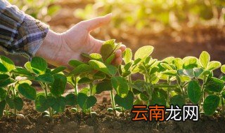 绿豆直接用水泡能发芽吗 绿豆用水泡发芽了怎么种