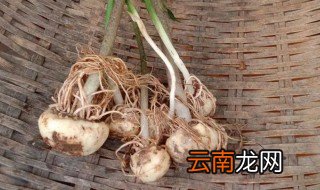 芋头怎么种才会发芽 芋子发芽了怎么种
