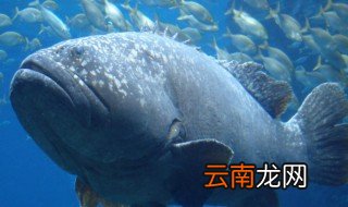 龙趸是什么 龙趸是什么鱼