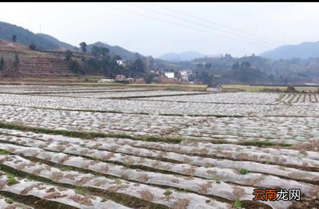 防止环境污染最有发展前途的地膜