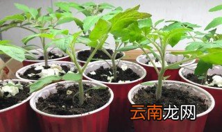 番茄种子发芽了怎么种，番茄种子发芽了怎么才能让他长得好