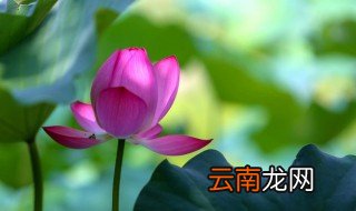 生莲子怎么剥皮和抽芯 生莲子剥皮和抽芯的方法