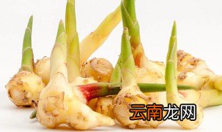 姜发芽了怎么种植然后在吃 姜发芽了怎么种