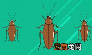 搬家时会不会带蟑螂卵 搬家时会带蟑螂卵对吗