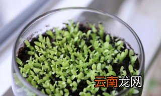火龙果发芽了怎么种 火龙果发芽了怎么种植