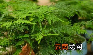 文竹栽培的方法怎么配土 文竹栽培的方法
