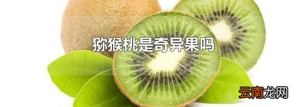 猕猴桃是奇异果吗