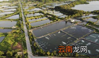 新鲜河虾放冰箱保鲜一天可以吗