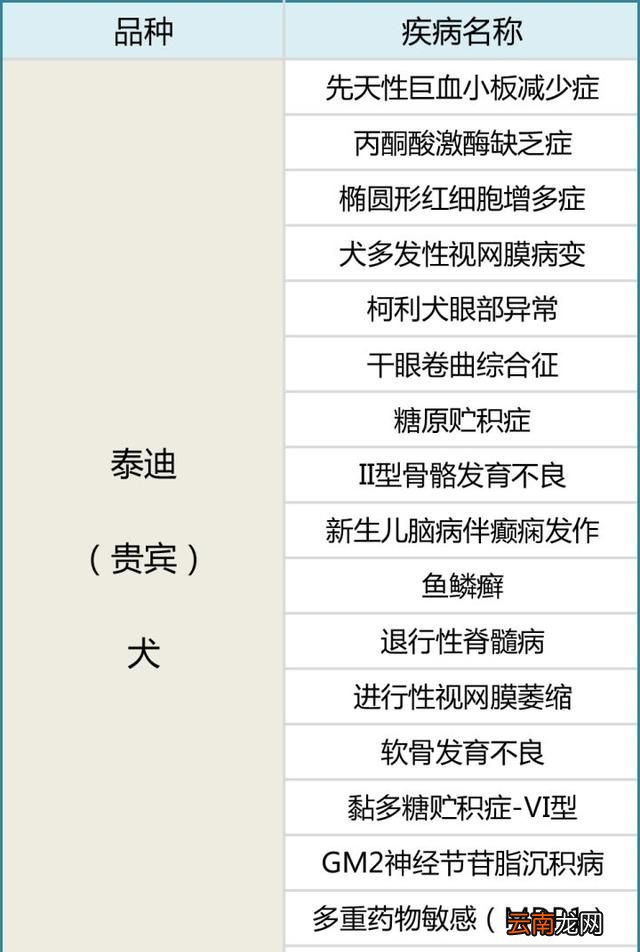 泰迪好养吗认主人吗 泰迪好养吗