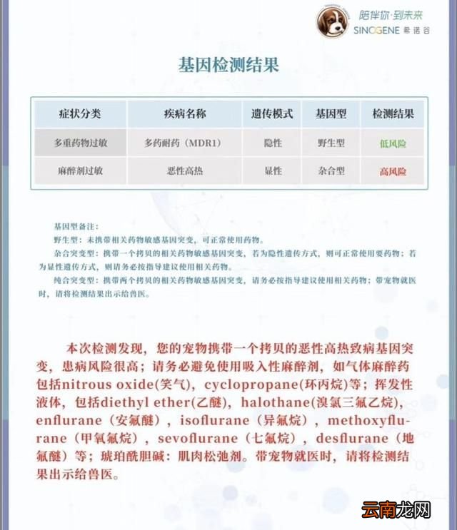 泰迪好养吗认主人吗 泰迪好养吗