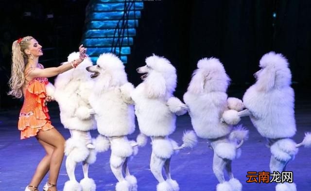 泰迪好养吗认主人吗 泰迪好养吗