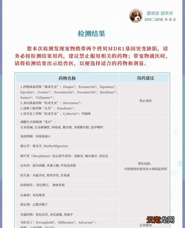 泰迪好养吗认主人吗 泰迪好养吗