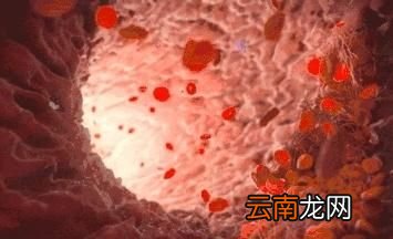 泰迪好养吗认主人吗 泰迪好养吗