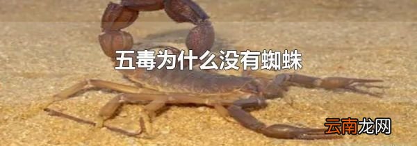 五毒为什么没有蜘蛛