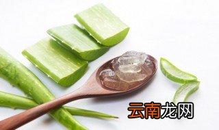新鲜芦荟放冰箱保鲜可以吗 新鲜芦荟放冰箱保鲜可以吗吗