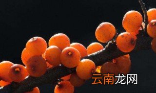沙棘果是什么味道 沙棘果味道怎么样
