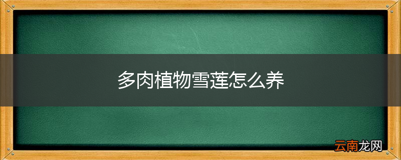 多肉植物雪莲怎么养