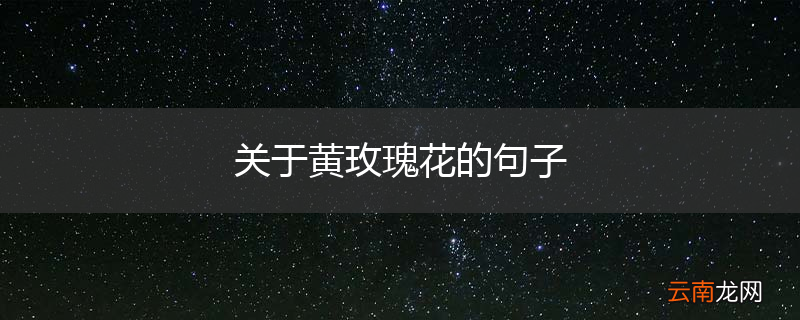 关于黄玫瑰花的句子