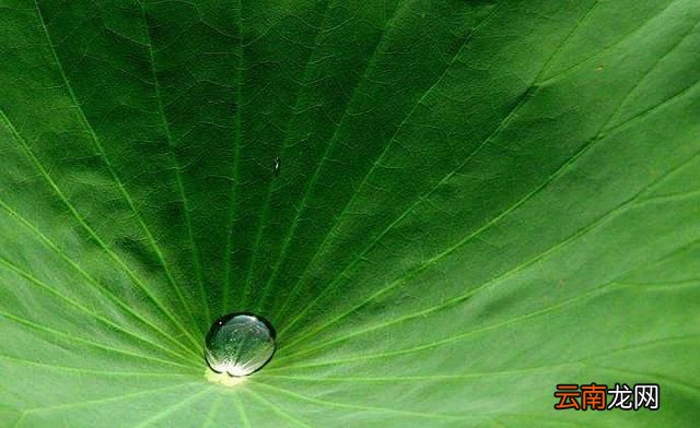 鲁迅先生的文章是怎样的