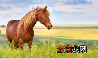 白马非马的哲学原理 白马非马的哲学原理解说