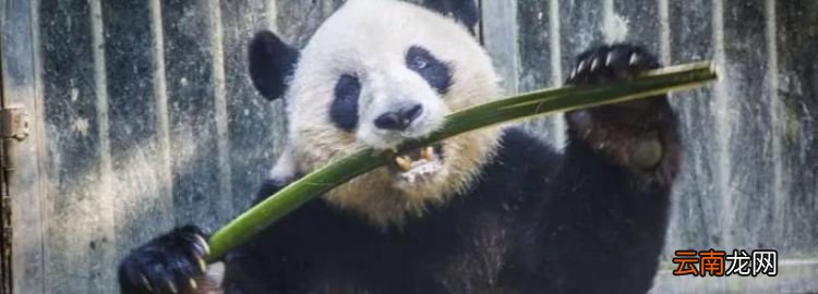 中国科学院金属研究所发现什么的牙齿