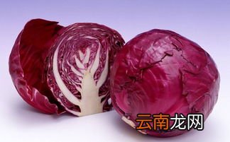 骄阳甘蓝的功效与作用,卷心菜的营养价值都有哪些?