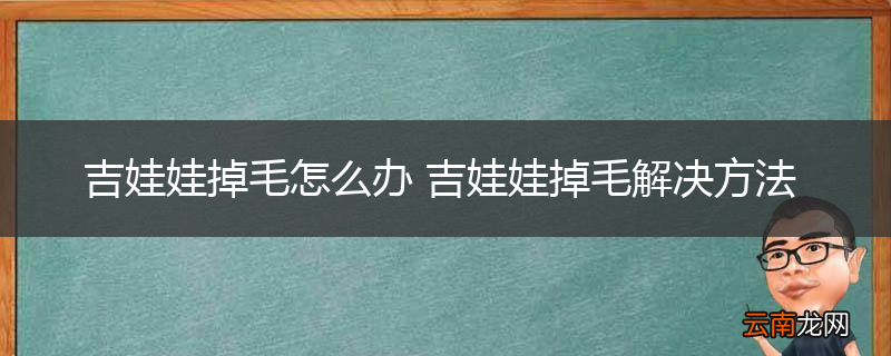 吉娃娃掉毛怎么办 吉娃娃掉毛解决方法