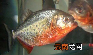 水虎鱼怎么养出头肌 水虎鱼怎么养
