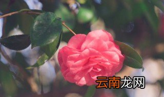 家里养花的地方有蚂蚁怎么办 家里养的花有小蚂蚁