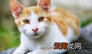 猫有什么特点 猫有什么特点是什么