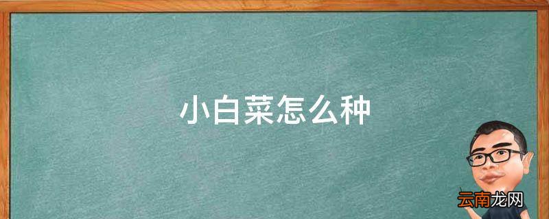 小白菜怎么种