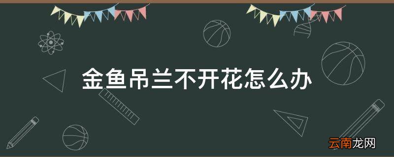 金鱼吊兰不开花怎么办
