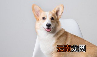 狗的性格特点 狗的性格特点是什么