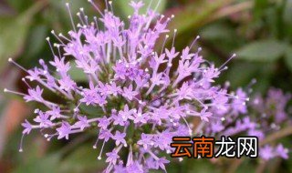 夕雾花的花语是什么 夕雾花的花语是啥